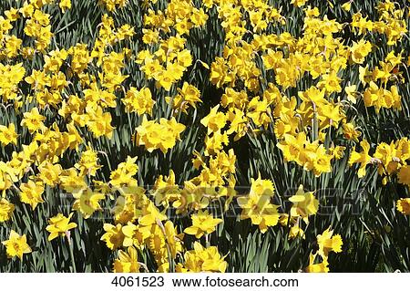 Stock Image - Daffodils in bloom in grounds of St David's Cathedral; St David, Wales. Fotosearch