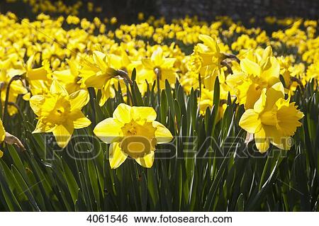 Stock Photograph - Daffodils in bloom in grounds of St David's Cathedral; Pembrokeshire, Wales. Fotosearch