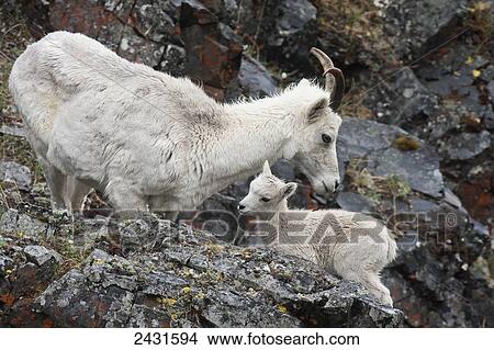 Picture - Dall Sheep ewe and lamb (Ovis dalli) in Denali National Park; Alaska, United States of America. Fotosearch