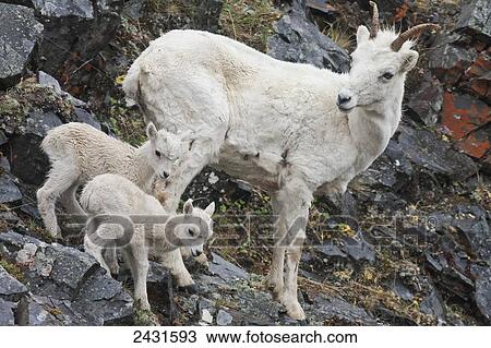 Dall Sheep ewe and lambs (Ovis dalli) in Denali National Park; Alaska, United States of America View Large Photo Image Stock Image - Dall Sheep ewe and lambs (Ovis dalli) in Denali National Park; Alaska, United States of America. Fotosearch