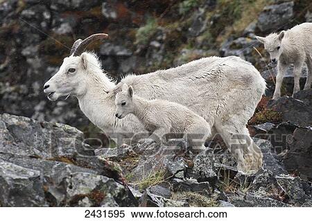 Stock Photography - Dall Sheep ewe and lambs (Ovis dalli) in Denali National Park; Alaska, United States of America. Fotosearch