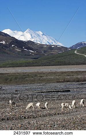 Dall Sheep ewes and lambs (Ovis dalli) in Denali National Park; Alaska, United States of America View Large Photo Image Stock Photo - Dall Sheep ewes and lambs (Ovis dalli) in Denali National Park; Alaska, United States of America. Fotosearch