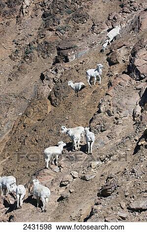Stock Photo - Dall Sheep ewes and lambs (Ovis dalli) in Denali National Park; Alaska, United States of America. Fotosearch