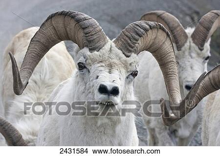 Dall Sheep Ram (Ovis dalli) in Denali National Park; Alaska, United States of America View Large Photo Image Picture - Dall Sheep Ram (Ovis dalli) in Denali National Park; Alaska, United States of America. Fotosearch
