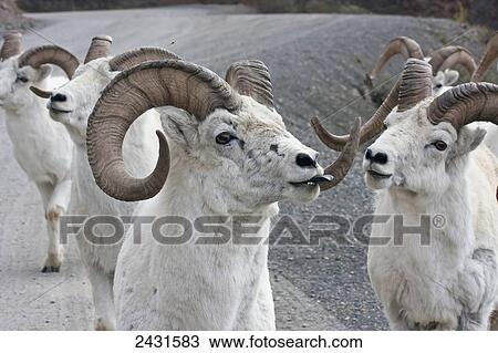 Stock Image - Dall Sheep Ram (Ovis dalli) in Denali National Park; Alaska, United States of America. Fotosearch