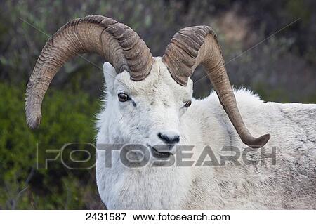 Dall Sheep Ram (Ovis dalli) in Denali National Park; Alaska, United States of America View Large Photo Image Stock Photo - Dall Sheep Ram (Ovis dalli) in Denali National Park; Alaska, United States of America. Fotosearch