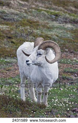 Stock Photo - Dall Sheep Ram (Ovis dalli) in Denali National Park; Alaska, United States of America. Fotosearch