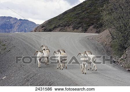 Dall Sheep Ram (Ovis dalli) in Denali National Park; Alaska, United States of America View Large Photo Image Stock Photograph - Dall Sheep Ram (Ovis dalli) in Denali National Park; Alaska, United States of America. Fotosearch