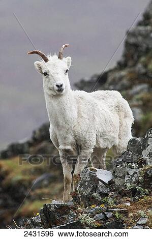 Dall Sheep Ram (Ovis dalli) in Denali National Park; Alaska, United States of America View Large Photo Image Stock Photograph - Dall Sheep Ram (Ovis dalli) in Denali National Park; Alaska, United States of America. Fotosearch