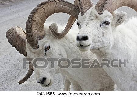 Dall Sheep Ram (Ovis dalli) in Denali National Park; Alaska, United States of America View Large Photo Image Stock Photography - Dall Sheep Ram (Ovis dalli) in Denali National Park; Alaska, United States of America. Fotosearch