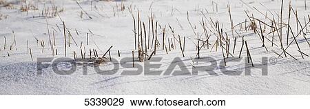 Stock Photo - Dead hay stocks sticking out of the snow; Knowlton, Quebec, Canada. Fotosearch