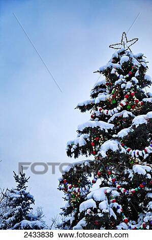 Decorated Christmas tree covered in snow; Anchorage, Alaska, United States of America View Large Photo Image Stock Photo - Decorated Christmas tree covered in snow; Anchorage, Alaska, United States of America. Fotosearch