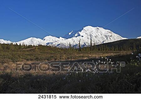 Denali (Mt. McKinley) from near Wonder Lake along the Denali National Park road, with Cottongrass (Eriophorum) in the foreground, Interior Alaska; Alaska, United States of America View Large Photo Image Stock Photography - Denali (Mt. McKinley) from near Wonder Lake along the Denali National Park road, with Cottongrass (Eriophorum) in the foreground, Interior Alaska; Alaska, United States of America. Fotosearch