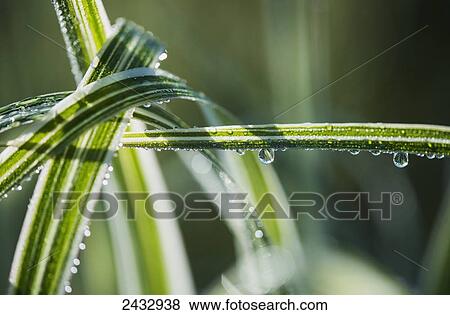 Dew clings to ornamental grass; Astoria, Oregon, United States of America View Large Photo Image Stock Photo - Dew clings to ornamental grass; Astoria, Oregon, United States of America. Fotosearch