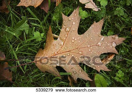 Dew drops on a brown fallen leaf in autumn; Yorkshire, England View Large Photo Image Stock Photo - Dew drops on a brown fallen leaf in autumn; Yorkshire, England. Fotosearch