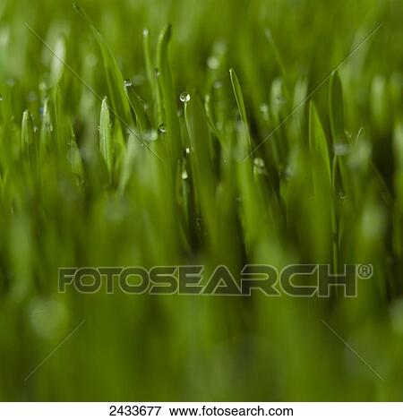 Stock Photo - Dew drops on the tips of blades of grass. Fotosearch