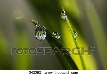 Stock Image - Dew hangs from the leaves; Astoria, Oregon, United States of America. Fotosearch