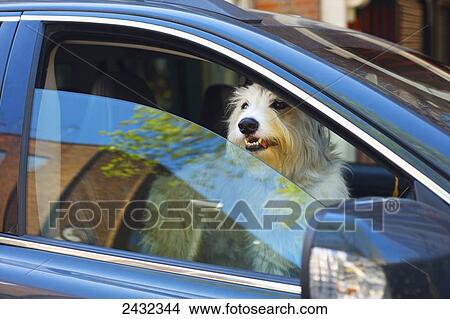 Dog riding in a car, Notting Hill; London, England View Large Photo Image Picture - Dog riding in a car, Notting Hill; London, England. Fotosearch