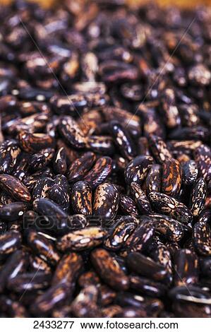 Stock Photo - Dried, heirloom 'Blue Jay' beans; Toronto, Ontario, Canada. Fotosearch