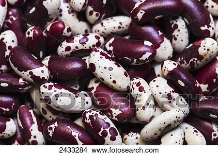 Picture - Dried heirloom Jacob's cattle beans; Toronto, Ontario, Canada. Fotosearch