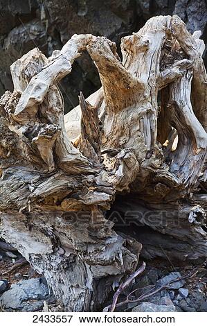 Driftwood off the shore, Turnagain Pass; Alaska, United States of America View Large Photo Image Stock Photo - Driftwood off the shore, Turnagain Pass; Alaska, United States of America. Fotosearch
