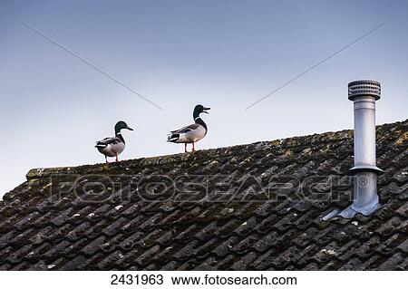 Stock Image - Ducks on the roof; Surrey, England. Fotosearch