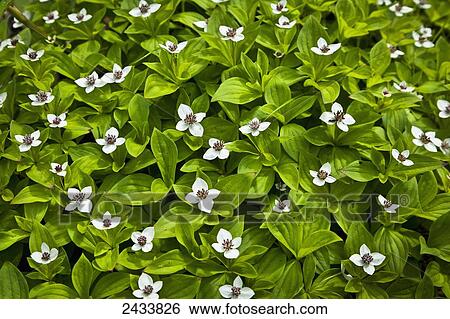 Stock Photograph - Dwarf Dogwood, Chena River State Recreation Area; Fairbanks, Alaska, United States of America. Fotosearch