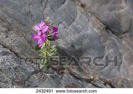 Dwarf fireweed (Chamerion latifolium) flower growing out of the rocks at Shoup Bay State Marine Park, Prince William Sound; Valdez, Alaska, United States of America View Large Photo Image Stock Image - Dwarf fireweed (Chamerion latifolium) flower growing out of the rocks at Shoup Bay State Marine Park, Prince William Sound; Valdez, Alaska, United States of America. Fotosearch