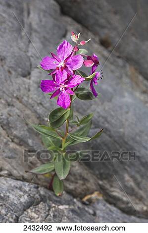 Stock Image - Dwarf fireweed (Chamerion latifolium) flower growing out of the rocks at Shoup Bay State Marine Park, Prince William Sound; Valdez, Alaska, United States of America. Fotosearch