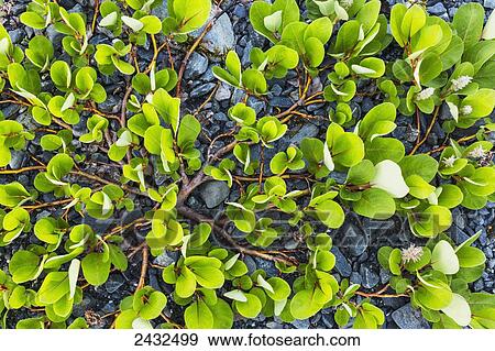 Stock Photo - Dwarf willow (Salix herbacea) plant, new life growing in a glacier moraine, Shoup Bay State Marine Park, Prince William Sound; Valdez, Alaska, United States of America. Fotosearch
