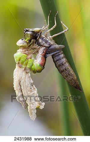 Stock Photo - Emerging Blue-eyed Darner dragonfly from late instar larval nymph stage (Aeschna multicolor); Hillsburgh, Ontario, Canada. Fotosearch