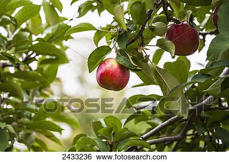 Stock Photograph - Empire apples on the tree, Norfolk County; Ontario, Canada. Fotosearch