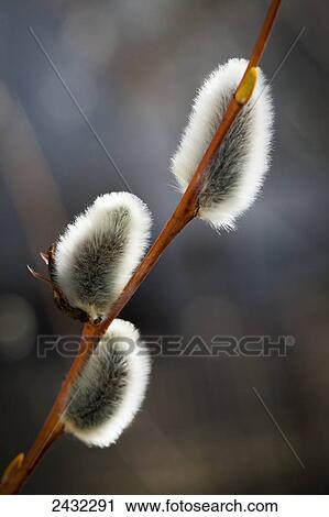 Extreme close up of highlighted pussy willows on a thin branch; Calgary, Alberta, Canada View Large Photo Image Stock Image - Extreme close up of highlighted pussy willows on a thin branch; Calgary, Alberta, Canada. Fotosearch