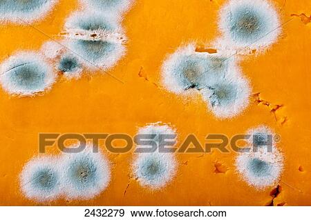 Stock Photo - Extreme close up of mold on yellow cheese; Calgary, Alberta, Canada. Fotosearch