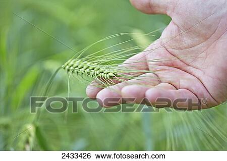 Stock Photograph - Farmer holds barley in summertime; Palmer, Alaska, United States of America. Fotosearch