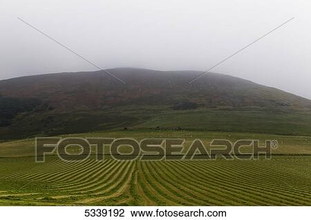 Farmland in the foreground with sheep grazing on a field in the distance; Northumberland, England View Large Photo Image Stock Image - Farmland in the foreground with sheep grazing on a field in the distance; Northumberland, England. Fotosearch