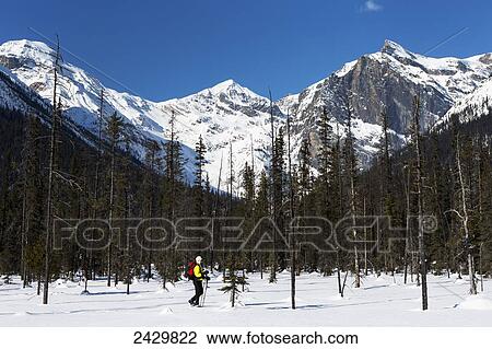 Stock Image - Female snowshoeing with poles, mountain range in the background with blue sky; Field, British Columbia, Canada. Fotosearch