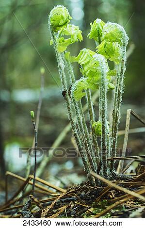 Ferns budding; Ontario, Canada View Large Photo Image Stock Image - Ferns budding; Ontario, Canada. Fotosearch