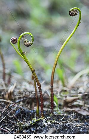 Ferns budding; Ontario, Canada View Large Photo Image Stock Photo - Ferns budding; Ontario, Canada. Fotosearch