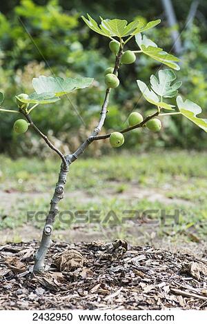 Stock Image - First year planting of a brown turkey fig demonstrating the precociousness of the variety; Mississippi, United States of America. Fotosearch