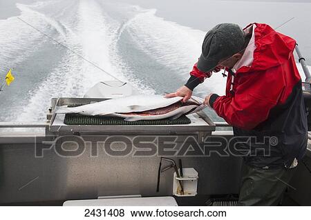 Fish guide cleaning salmon on back of boat during trip back to Homer; Alaska, United States of America View Large Photo Image Stock Photo - Fish guide cleaning salmon on back of boat during trip back to Homer; Alaska, United States of America. Fotosearch