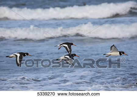 Stock Image - Flock of birds flying over ocean waves; Northumberland, England. Fotosearch