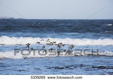 Flock of birds flying over ocean waves; Northumberland, England View Large Photo Image Stock Photo - Flock of birds flying over ocean waves; Northumberland, England. Fotosearch