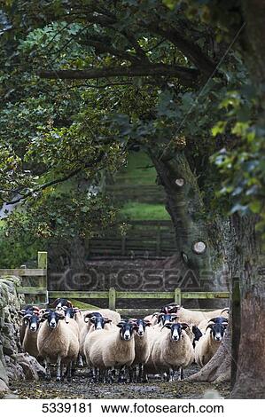Flock of sheep standing under a tree; Northumberland, England View Large Photo Image Stock Image - Flock of sheep standing under a tree; Northumberland, England. Fotosearch