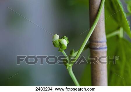 Picture - Flower buds on a pole bean vine; Toronto, Ontario, Canada. Fotosearch