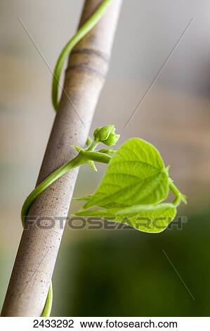 Flower buds on a pole bean vine; Toronto, Ontario, Canada View Large Photo Image Stock Image - Flower buds on a pole bean vine; Toronto, Ontario, Canada. Fotosearch