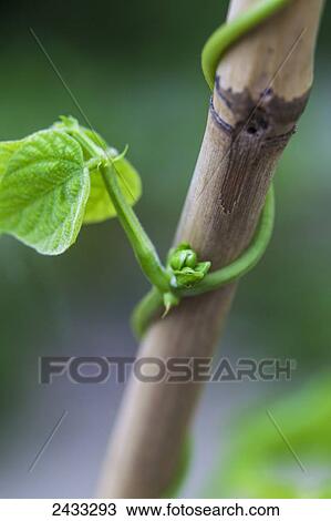Stock Image - Flower buds on a pole bean vine; Toronto, Ontario, Canada. Fotosearch