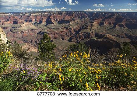 Flowers in front of Visitors Centre, Grand Canyon National Park; Arizona, United States of America View Large Photo Image Stock Photo - Flowers in front of Visitors Centre, Grand Canyon National Park; Arizona, United States of America. Fotosearch
