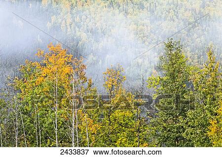 Fog lifting over autumn coloured boreal forest with a raven blended in birch trees, Chena Hot Springs; Fairbanks, Alaska, United States of America View Large Photo Image Stock Photo - Fog lifting over autumn coloured boreal forest with a raven blended in birch trees, Chena Hot Springs; Fairbanks, Alaska, United States of America. Fotosearch