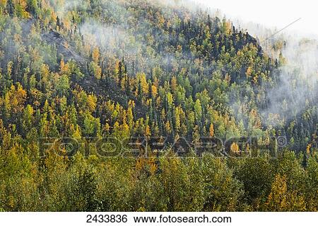 Stock Photograph - Fog lifting over autumn coloured boreal forest hillside, Chena Hot Springs; Fairbanks, Alaska, United States of America. Fotosearch